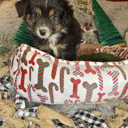 Glenlivit - Black tri male Miniature Australian Shepherd puppy in California from Eagle River Aussies