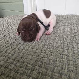Black Boy - Liver and white male German Shorthaired Pointer puppy in Nampa, Idaho from Heart Mountain Cavaliers & Floating Feathers Kennel