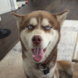 Milo Bear King - Red and white male Siberian Husky puppy in Kennesaw, Georgia from King Husky Puppies