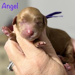 Angel - Red  female Goldendoodle puppy in Newnan, Georgia from Wagging Tailz Pups