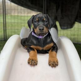 Doberman Pinscher Puppies from Jensen Dobermans