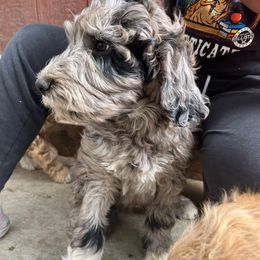 F1B ICA Dottie - Gray female Pyredoodle puppy in Prescott, Washington from Washington Bernedoodles & Pyredoodles