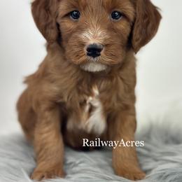 Rex - Red  male Goldendoodle puppy in Milford, Indiana from Railway Acres Kennel
