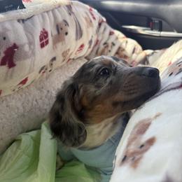 Dachshund Puppies from Mini Dachshunds