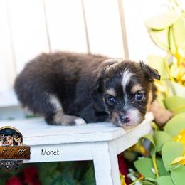 Monet - Black tri female Toy Australian Shepherd puppy in Granbury, Texas from Best Little Aussies