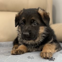 Girl 1 Pink - German Shepherd puppy from Von Palmore Hof