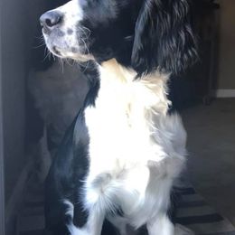 English Springer Spaniels from Ruby’s Springer Spaniels