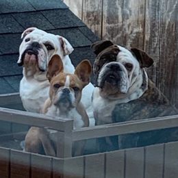 Bulldogs from Elise Wagner's Bulldogs