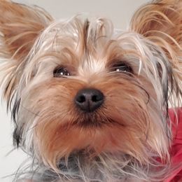 Yorkshire Terriers from Brenda's Yorkies