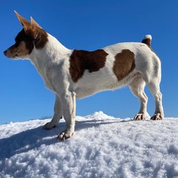 Cora - Teddy Roosevelt Terrier