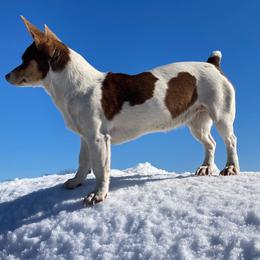Cora - Teddy Roosevelt Terrier
