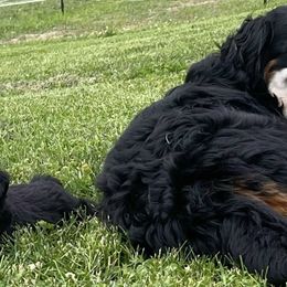 Bernese Mountain Dogs from Craigue Hill Kennel