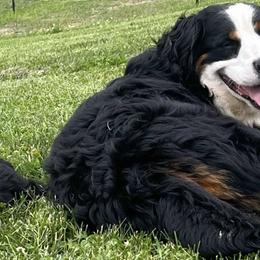 Bernese Mountain Dogs from Craigue Hill Kennel