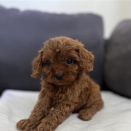 Theodore - Red male Cavapoo puppy in El Sobrante, California from Mckendra's Legacy