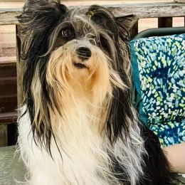 Dallas - Biewer Terrier