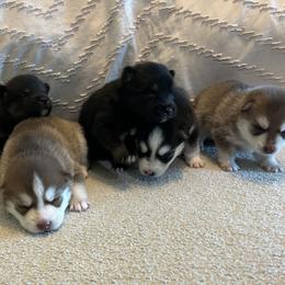 Pomsky Puppies from Pomsky Hills