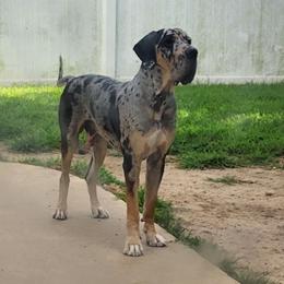 DUPPY - Great Dane
