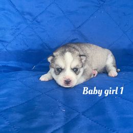 Baby girl 1 - Gray and white female Siberian Husky puppy in Ocala, Florida from Florida Husky Puppies