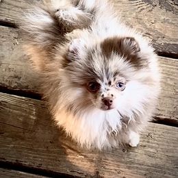 "Heartlands Buster Brown" Pomeranian Puppies from Heartland Pomeranians