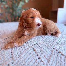 Simon - Parti male Goldendoodle puppy in Barstow, California from Golden Desert Doodles