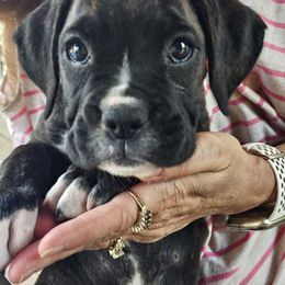 Boxer Puppies from Winchester Boxers
