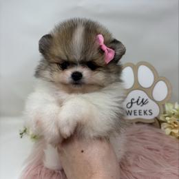 Rose - Cream sable parti female Pomeranian puppy in Concord, California from Eelan’s Poms