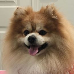 Bruno - Pomeranian