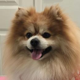 Bruno - Pomeranian