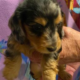 MICKI AKC REGISTERED MALE - Dapple male Dachshund puppy in Elizabethtown, Kentucky from Teeny Tiny Puppy Tails