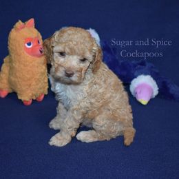 Scout - Buff male Cockapoo puppy in Hopkins, South Carolina from Sugar and Spice Cockapoos
