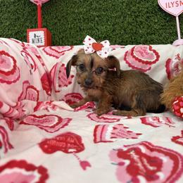 Taylor - Brindle female Dachshund puppy in Lake City, Florida from My Ditzy Doxies of Florida