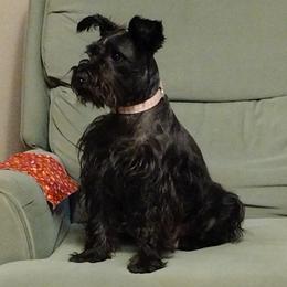 Lou-Lou - Miniature Schnauzer
