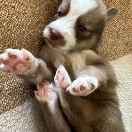 Siberian Husky Puppies from Sunny Siberians