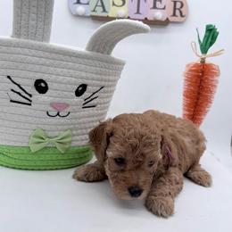 Fuschia Nebula - Red  female Goldendoodle puppy in Cincinnati, Ohio from KSchott Kennels