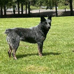 Panda bear - Australian Cattle Dog