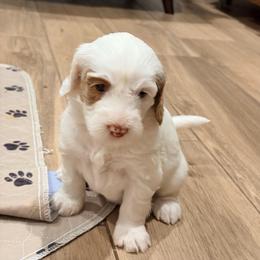 Kiana - Caramel ice female Australian Labradoodle puppy in Alamo, Texas from QuiSal Labradoodles