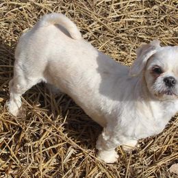 Trixie - Shih Tzu