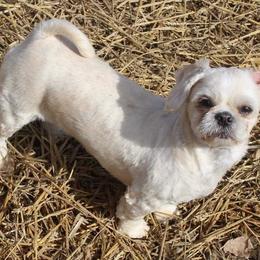 Trixie - Shih Tzu