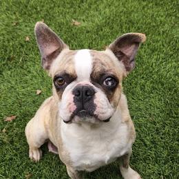 Nova - Boston Terrier