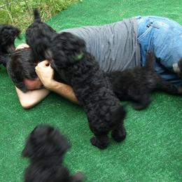Poodle Puppies from Michelet Poodles