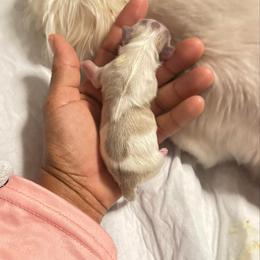 Boy 1 - Silver and white male Shih Tzu puppy in Hudson, Florida from My Boujee Shih Tzu Life