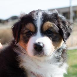 Puppy 5 - Black tri-color male Australian Shepherd puppy in Mayer, Arizona from Ms Priss Aussies