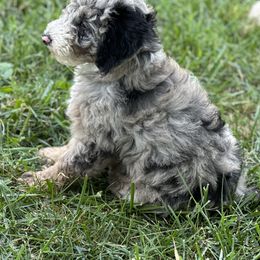 Sheepadoodle Puppies from Dogwood Hills
