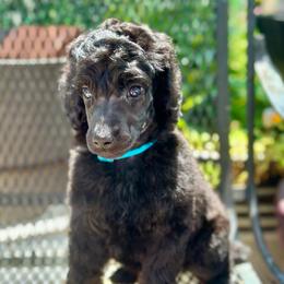 Bowie - Phantom male Poodle puppy in Travelers Rest, South Carolina from Cotton Top