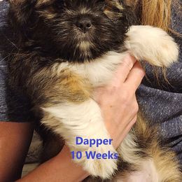 Lhasa Apso Puppies from Lotsa Apsos
