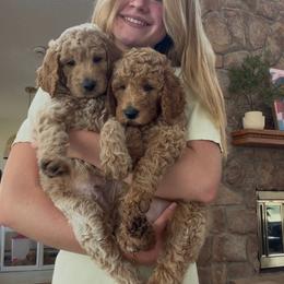Thomas (left puppy) - Apricot male Goldendoodle puppy in Yukon, Oklahoma from Bows and Ties Doodles, LLC