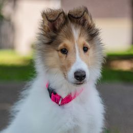 Snowden - White male Collie puppy in Winder, Georgia from Dove Creek Collies