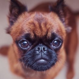Brussels Griffon All Grown Up from Oltann Griffons