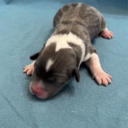 Girl 2 Bluie - Blue female Pembroke Welsh Corgi puppy in Moundville, Alabama from Cartee Corgis - Debi Cartee Mills