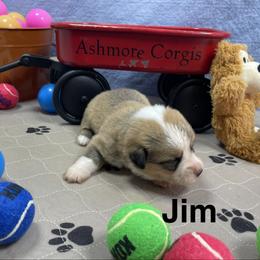 Jim - Sable male Pembroke Welsh Corgi puppy in Apison, Tennessee from Ashmore Corgis